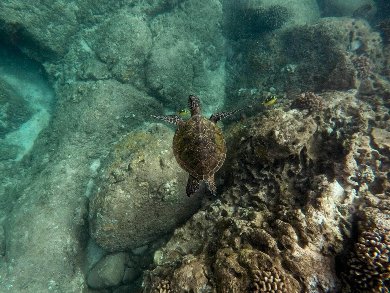 Las organizaciones ecologistas reclaman una mejora del Plan Estratégico de Patrimonio Natural para asegurar el cumplimiento del Marco Mundial y frenar la pérdida de biodiversidad de aquí a 2030