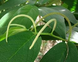 Image of Matico (Piper aduncum) plant