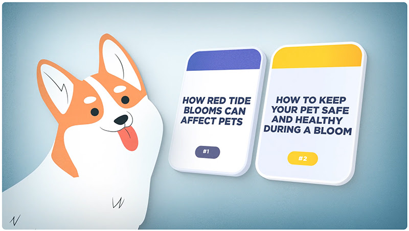 Screenshot of red tide pet video