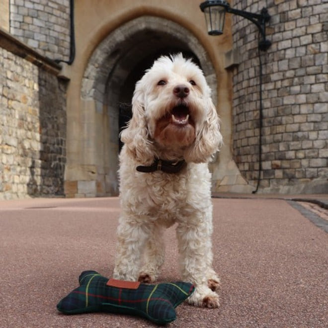 A dog modelling our range of pet accessories at Windsor Castle