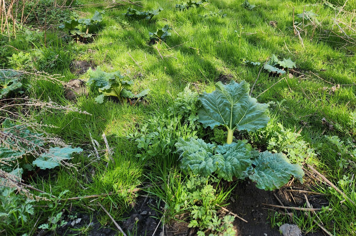 Rhubarb in the pig patch