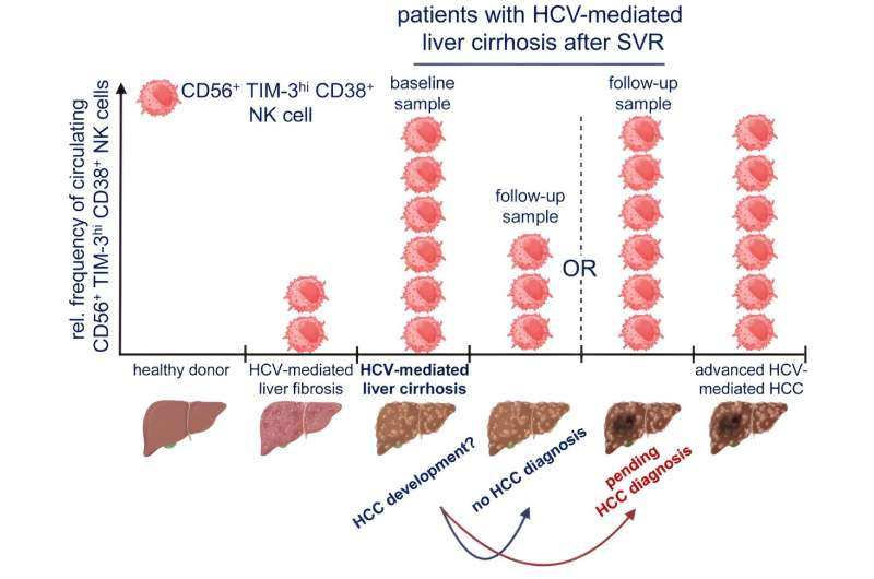 Possible tumor marker found for the development of hepatocellular carcinoma