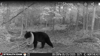 a black-and-white trail camera image shows a black bear with his head stuck in the hole of a round barrel lid, walking in a Hillman forest