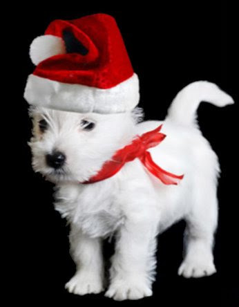 Christmas-Fate-Puppy