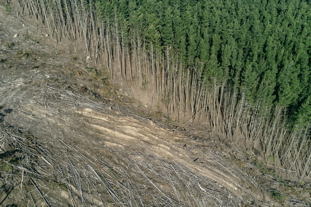 Arbres verts sur sol brun