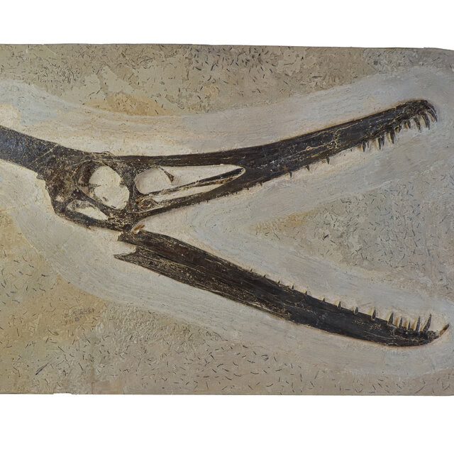 A long, open-mouthed pterosaur skull with its crest and very sharp teeth very clearly visible in a slab of stone.