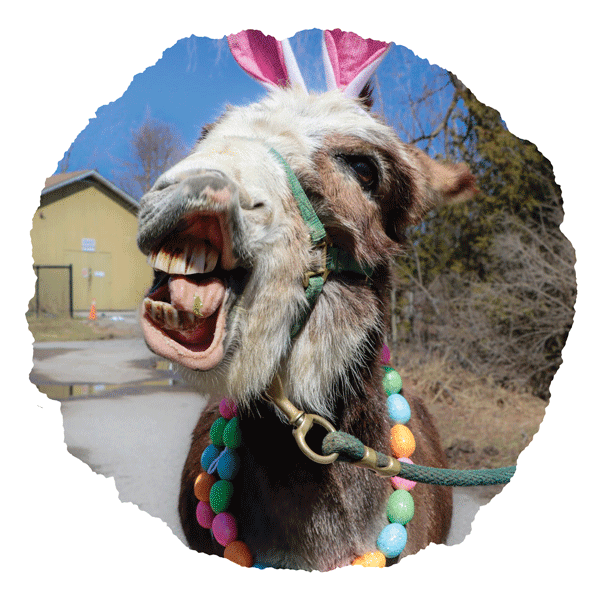 Toronto Zoo Easter Weekend – Chinese Cultural Centre of Greater Toronto