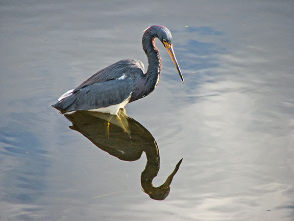 Tricolored Heron photo