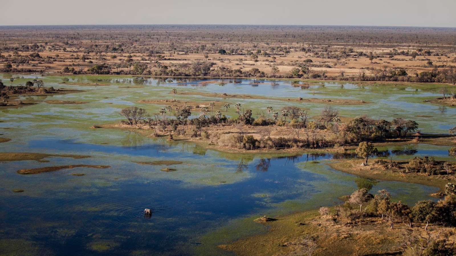 An aerial view of the Okavango Delta, a UNESCO World Heritage site under threat from nearby oil exploration.