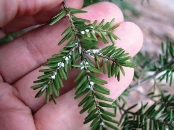 Tiny white fluffy-looking ovisacs are the telltale sign of hemlock woolly adelgid. 