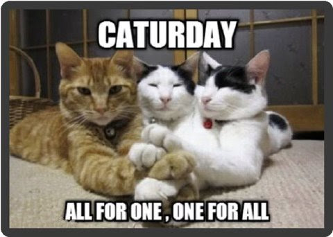 Caturday-one-for-all