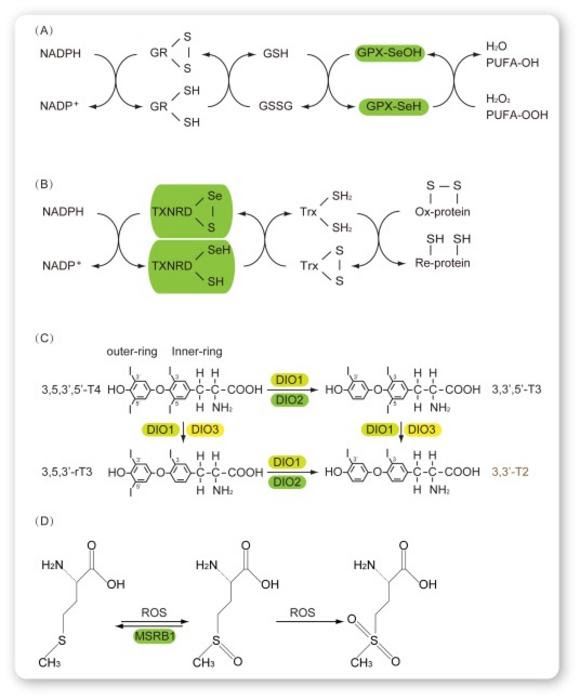 the biological functions of selenomprotein families of GPXs, TXNRDs, DIOs, and Msr