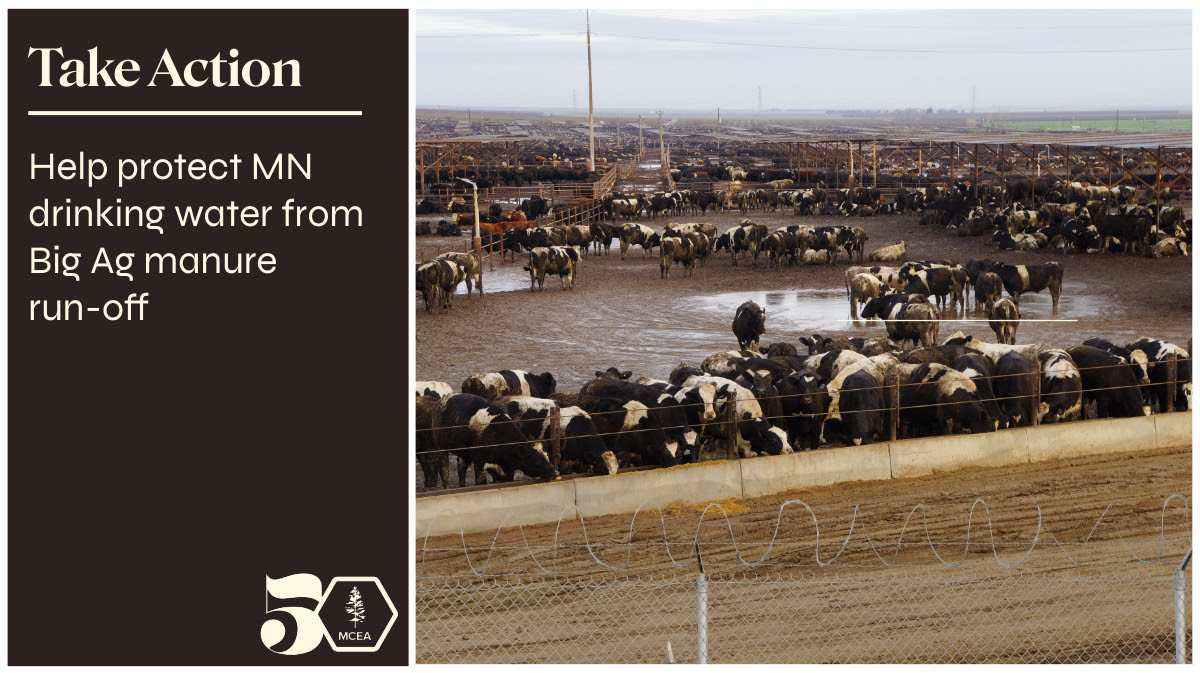 cows in the mud with the words take action help protect drinking water from big ag run off