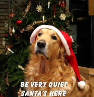 Christmas-Santa-Dog