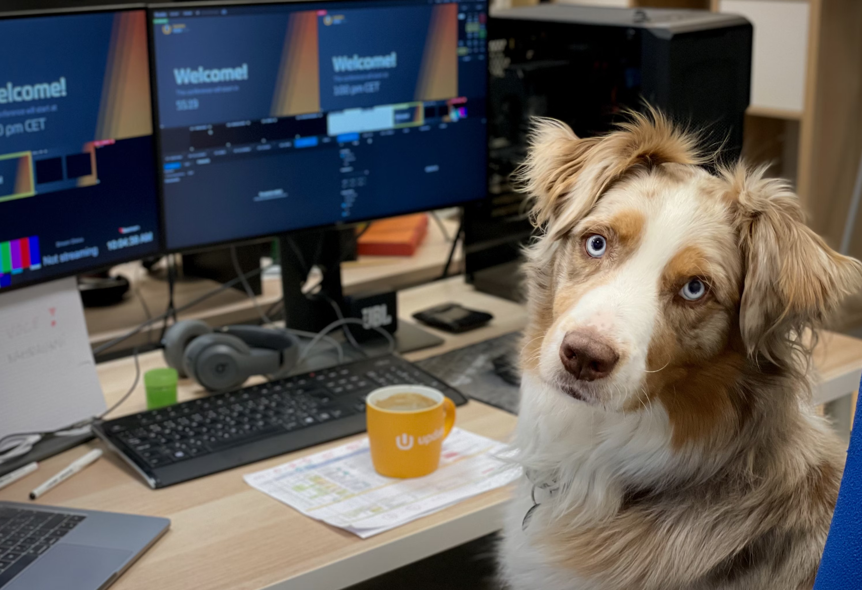 Oficinas ‘pet-friendly’: trabajar con tu perro aumentará tu productividad y reducirá tu estrés