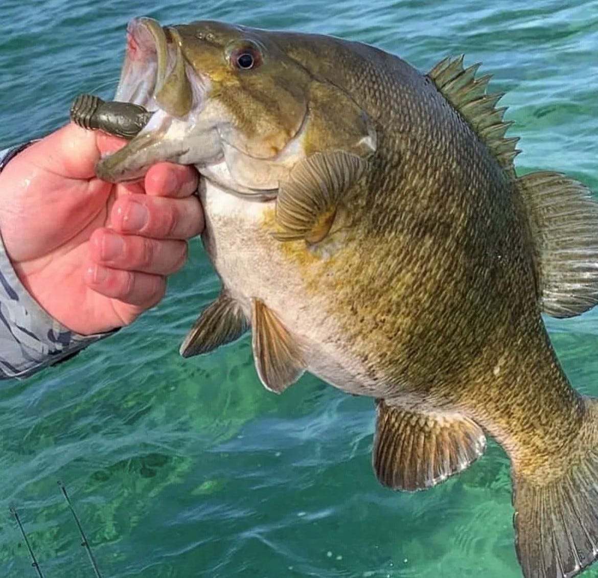 big smallmouth bass