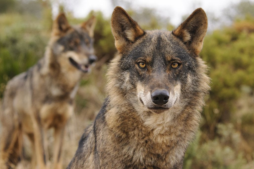 Más de 300 organizaciones de la sociedad civil exigen a la UE reforzar la protección del lobo, no reducirla