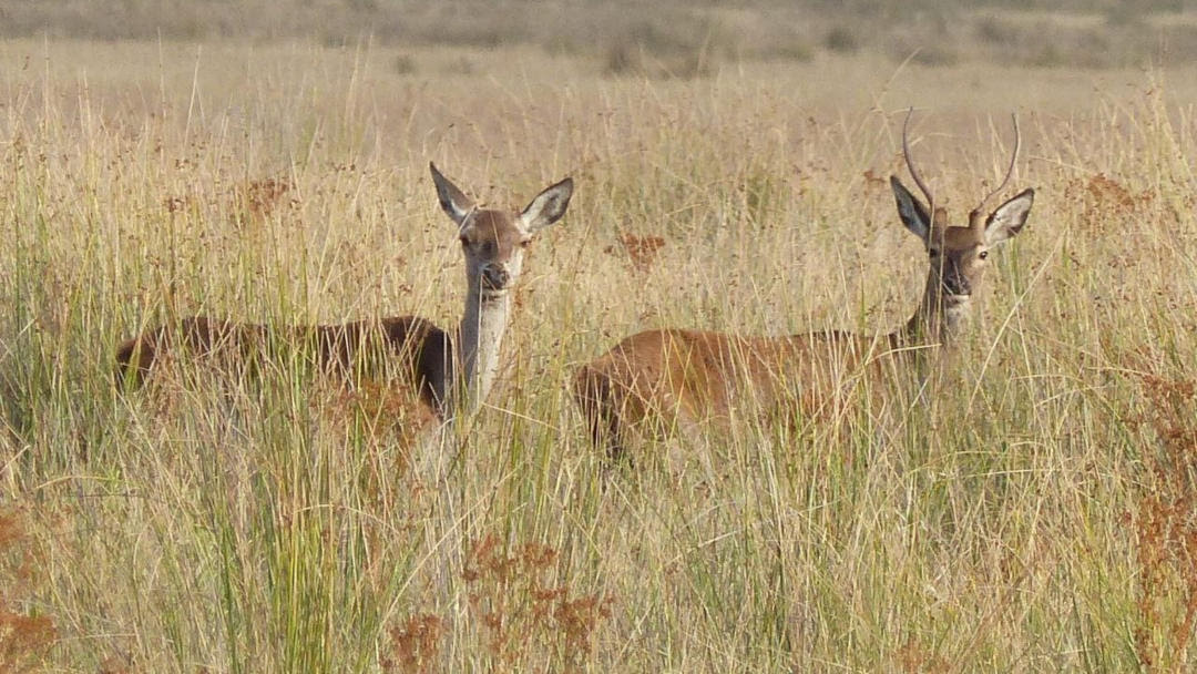 Las organizaciones ambientales recurren la resolución que permite cazar en el Parque Nacional de Monfragüe