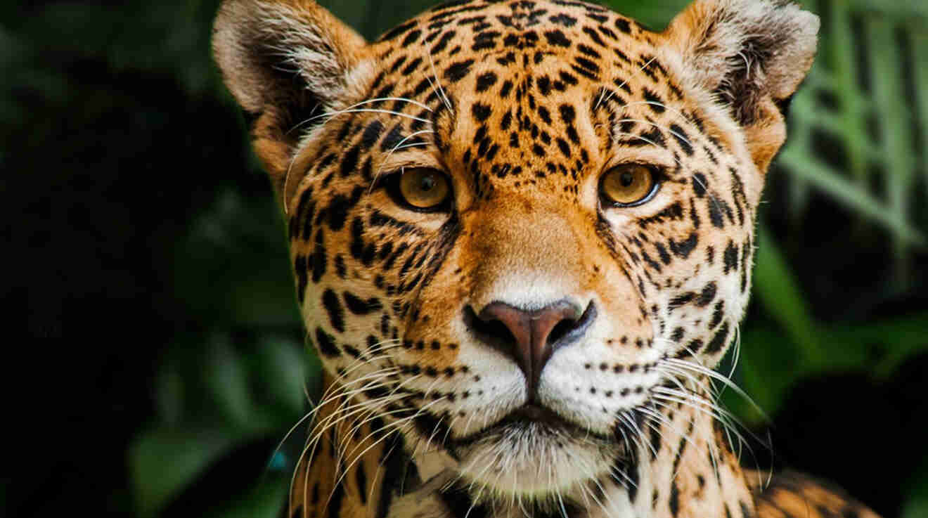 Jaguar en la Reserva Biológica Indio Maíz, Nicaragua