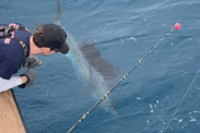 The first sailfish recapture of the season on the charter boat, Relentless.