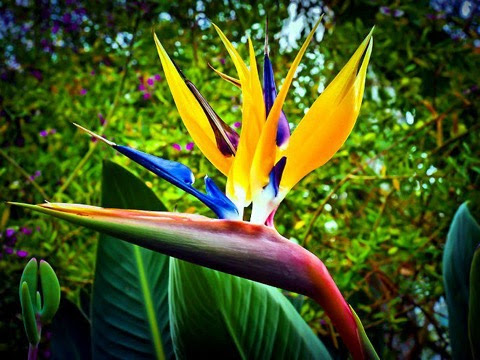 Bird-of-Paradise