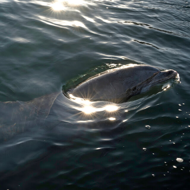 A grayish dolphin in calm water. Its head and beak are just breaking the surface. 