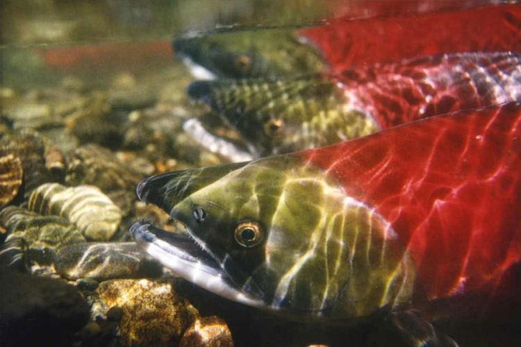 Image of a sockeye salmon