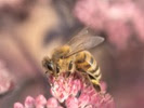 Pollution may disrupt bee navigation, pollination