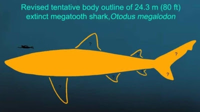 Un megalodón de 24 metros y el secreto del gigantismo