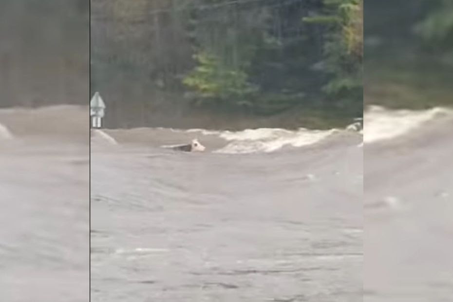 Inondations : 'C'est un déchirement', Panga, la célèbre vache emportée par les flots en Haute-Loire, a été retrouvée morte