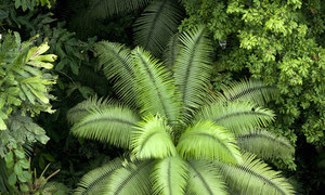 Parque Nacional Yasuní, en Ecuador. Foto:  UNEP GRID Arendal/Peter Prokosch