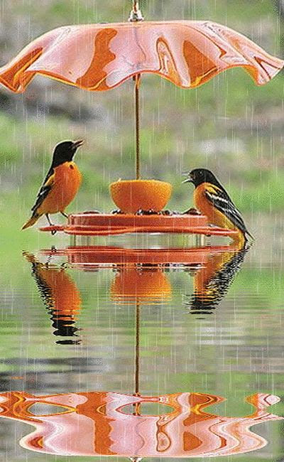 Rain-Birds-Feeder