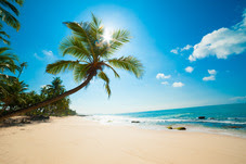 Palm tree along a beach shoreline