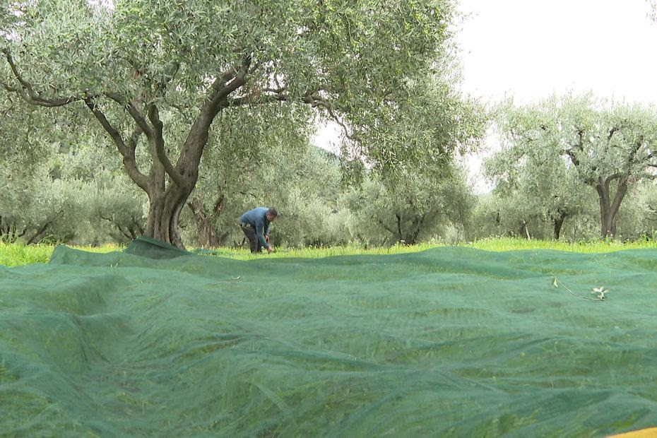 Pays de Nyons : avec trois semaines d'avance, une récolte précoce des olives