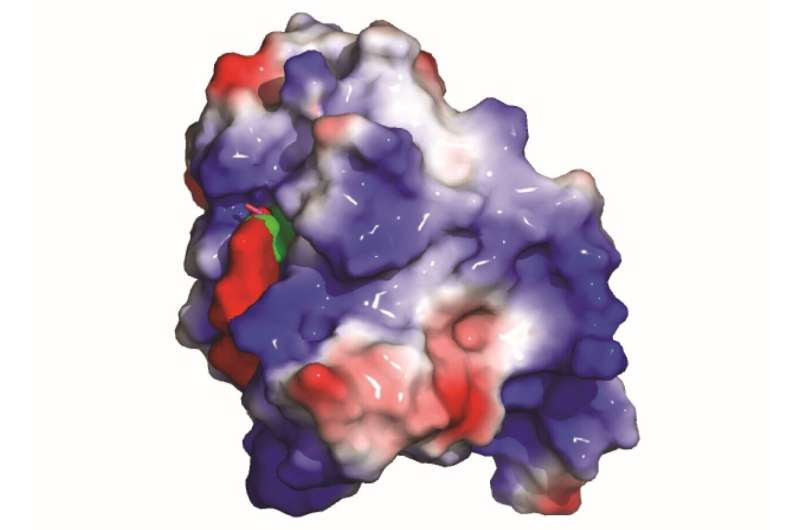 City of Hope scientists uncover protein that helps cancer cells dodge CAR T cell therapy