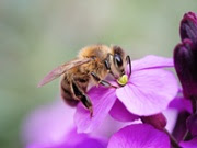 Macro image of a honey bee sipping nectar from a purple wallflower [Erysium Bowles Mauve]