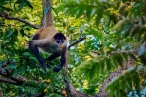 A spider monkey feedings on fruits of spondia mombin