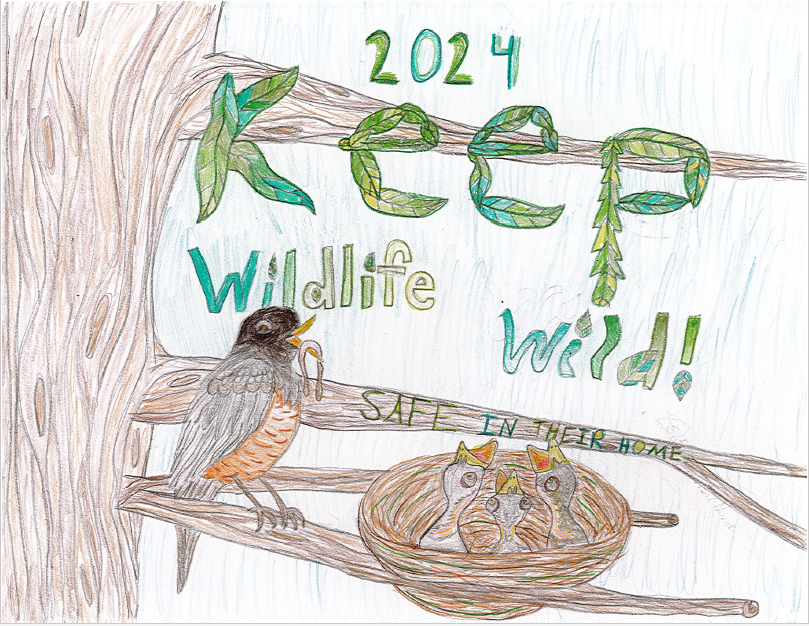 a child's drawing of a bird and chicks in a tree with "2024 Keep Wildlife Wild" written and "Safe At Their Home" written