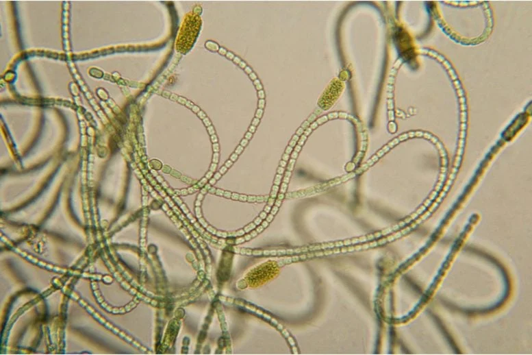 Cyanobacteria