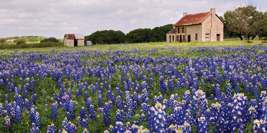 Blue bonnets in bloom.