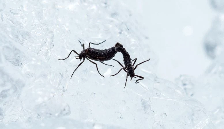 Antarctic Midges Mating