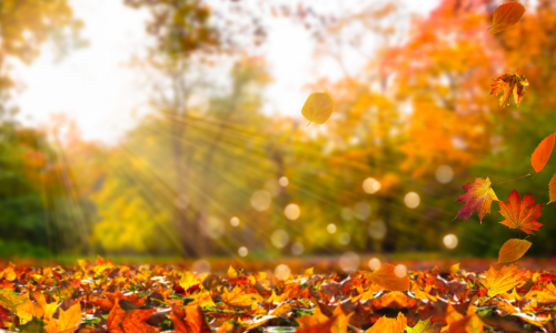 Fall leaves on the ground and sunshine coming through trees