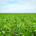 Biotecnologia impulsiona produtividade de 100 sacas de soja por hectare