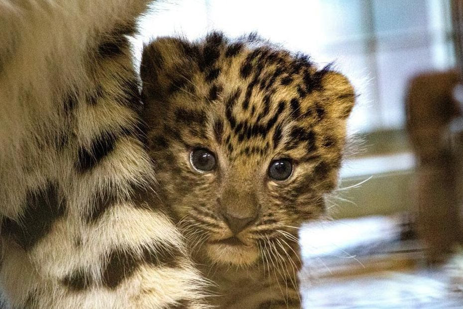 VIDEO. Naissance d’un bébé panthère de l’Amour : 