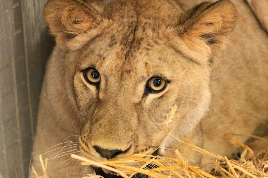 Le parc animalier d'Auvergne accueille de nouveaux pensionnaires : une panthère, une lionne et un takin