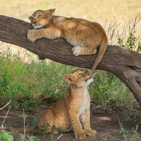 Lion-cubs-got-your-tail