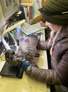 Banding Apprentice Sarah collecting data on Long-eared Owl