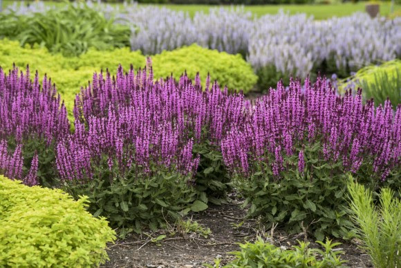 Pink Profusion Salvia