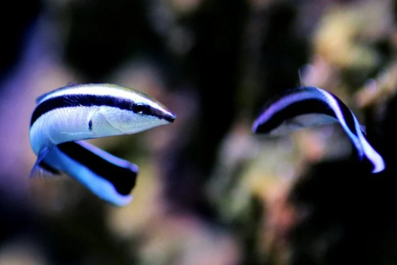 Bluestreak Cleaner Wrasse Fish