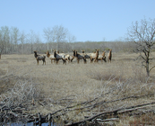 herd of antlerless elk